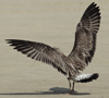 Larus armenicus